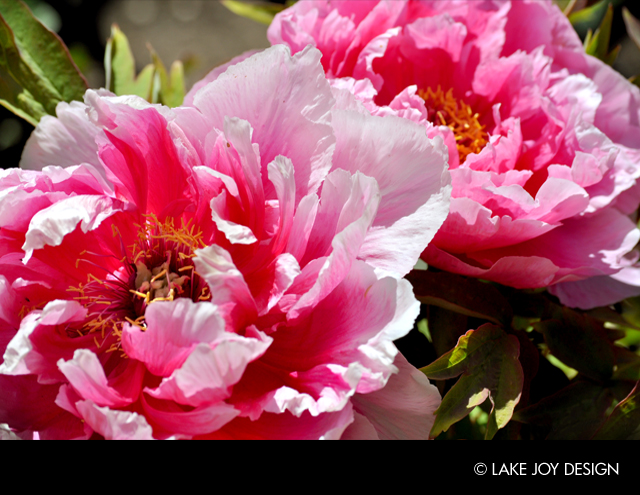 Laura_Henion_Photography_98