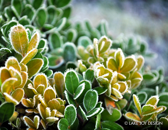 Laura_Henion_Photography_114